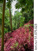 Thickets of purple-leaved Amaranth among green rainforests in Southeastern Vietnam. Стоковое фото, фотограф Сергей Фролов / Фотобанк Лори