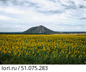 Поле с подсолнухами на фоне горы Юрактау. Стоковое фото, фотограф Вадим Лыков / Фотобанк Лори