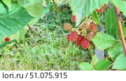 A plant with green leaves and ripening blackberries. Стоковое видео, видеограф Ярославский Максим / Фотобанк Лори