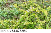 A bunch of green leaves on a plant. Стоковое видео, видеограф Ярославский Максим / Фотобанк Лори