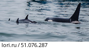 Orca with Calves near the Pacific Ocean Coast. Стоковое фото, фотограф Владимир Рыжов / Фотобанк Лори