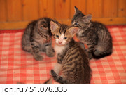 Three small tabby kittens sit on a red and white checkered fabric in a cozy home environment. One kitten, in the foreground, looks straight at the camera with a curious and slightly serious expression, with a white muzzle, chest and paws. The other two kittens in the background are busy with themselves: one has its head down, and the other is looking away. The background is made in warm tones of a wooden wall, which creates an atmosphere of coziness and warmth. Стоковое фото, фотограф Анна Кривицкая / Фотобанк Лори