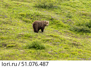 Bear on the Mountain Slope of Kamchatka. Стоковое фото, фотограф Владимир Рыжов / Фотобанк Лори