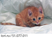A charming ginger kitten with soft striped fur and big round eyes lies on a white background, resembling a soft blanket. He slightly leans against the surface, as if preparing to play or watching something with interest. His ears are alertly raised, and his gaze is full of curiosity and attentiveness. Delicate shades of ginger fur, smoothly turning into light stripes, emphasize the fluffiness and warmth of the image. The picture conveys an atmosphere of home comfort and tenderness. Стоковое фото, фотограф Анна Кривицкая / Фотобанк Лори