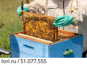 Beekeeper wearing a protective suit tending to beehives ensuring the well-being of the bees. Honey bees flying into wooden beehives. Стоковое фото, фотограф Андрей Армягов / Фотобанк Лори