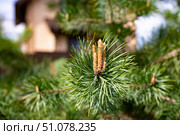 Close-Up of Pine Cones on Evergreen Branch. Стоковое фото, фотограф Дмитрий Брусков / Фотобанк Лори