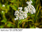 Тысячелистник обыкновенный (лат. Achillea millefolium) Стоковое фото, фотограф Александр Тараканов / Фотобанк Лори