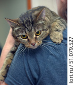 A close-up of a cute tabby cat with expressive yellow eyes, lying on a person's shoulder. The cat looks a little wary and thoughtful, its paws hugging the shoulder, and its head is gently lowered forward. The animal's fur is short, with a clear tiger pattern and a soft shine. The person is wearing a dark blue T-shirt, the background is slightly blurred, which emphasizes the cat's face and emotions. The atmosphere of the frame is warm and homely, conveying trust and closeness between the animal and the person. Стоковое фото, фотограф Анна Кривицкая / Фотобанк Лори