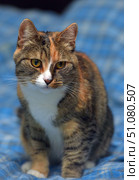 A close-up of a calico cat with expressive amber eyes. The animal sits on a soft blue checkered blanket, creating a cozy background. The cat's coloring combines red, black and white areas, the muzzle is symmetrically divided by a red and black stripe. The white chest and paws contrast with the darker fur on the back and sides. The cat looks directly into the camera, creating an atmosphere of trust and warmth. Soft lighting emphasizes the texture of the fur and the depth of the gaze, conveying a sense of home comfort. Стоковое фото, фотограф Анна Кривицкая / Фотобанк Лори