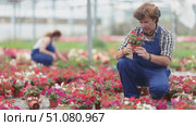 Male farm worker caring for flowers of the Balsaminaceae genus in a greenhouse. Стоковое видео, видеограф Яков Филимонов / Фотобанк Лори