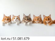 A charming lineup of Maine Coon cats with majestic faces and long whiskers. These impressive felines peer over a sleek white table, adding elegance and curiosity to the scene. Стоковое AI-изображение, AI-художник Nart / Фотобанк Лори