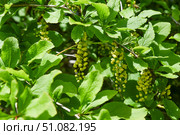 Yellow pendulous flowers of Amur barberry hanging under lush green foliage. Springtime woodland flora in natural sunlight, vibrant and fresh. Стоковое фото, фотограф Татьяна Терехина / Фотобанк Лори