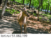 Sika deer standing on a sun-dappled forest path in Shkotovo, Primorsky Krai, Russian Far East, surrounded by trees and dry leaves in summer. Стоковое фото, фотограф Татьяна Терехина / Фотобанк Лори