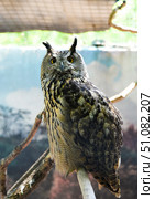 Adult Eurasian eagle-owl perched on a branch, staring straight with intense orange eyes. Captured in Shkotovo, Primorsky Krai, Russian Far East. Стоковое фото, фотограф Татьяна Терехина / Фотобанк Лори