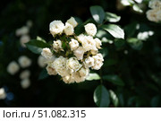 Snow Typhoon climbing rose blooms in creamy white clusters against dark green foliage in bright summer sunlight close up. Стоковое фото, фотограф Татьяна Терехина / Фотобанк Лори