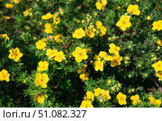 Close-up view of Potentilla fruticosa flowers with vivid yellow petals and lush green leaves, glowing in the warm summer sunlight. Стоковое фото, фотограф Татьяна Терехина / Фотобанк Лори