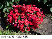 A compact bush of Chinese pink flowers glows with rich red hues under bright sun. Surrounded by green grass and soil in a garden setting. Стоковое фото, фотограф Татьяна Терехина / Фотобанк Лори