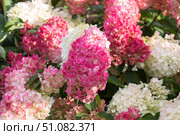 Hydrangea paniculata, Hydrangea paniculata Vanille Fraise grow in the garden. Стоковое фото, фотограф Татьяна Васильева / Фотобанк Лори