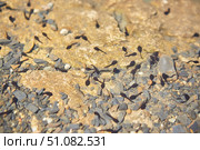 Small tadpoles are future frogs in the clear water of a lake or pond. Стоковое фото, фотограф Наталия Кирсанова / Фотобанк Лори