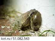 The toad is sitting on the surface. The study of amphibian animals. Fauna and zoology. Стоковое фото, фотограф Наталия Кирсанова / Фотобанк Лори