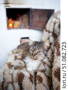 Home fluffy striped cat with a white breast. Стоковое фото, фотограф Наталия Кирсанова / Фотобанк Лори