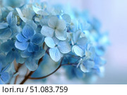 Hydrangea blooming. Blue heads of hydrangea flower petals. Beautiful Garden. Landscaping trend. Shrubbery blooms. Closeup hydrangea flowers. Space for text. Abstract minimal design. Soft shadows. Card. Стоковое AI-изображение, AI-художник Марина Демидюк / Фотобанк Лори