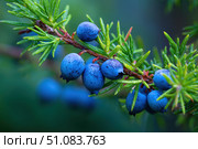 Juniper branches with berries. Blue berries on tree of juniper with green nature blurred background. Bunch of juniper berry in autumn. Juniperus scopulorum. Semi-fleshy, bluish cones. Officinal plant. Стоковое AI-изображение, AI-художник Марина Демидюк / Фотобанк Лори