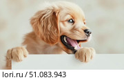 A small golden retriever puppy with fluffy fur and big brown eyes, peeking over a blank white sign. The background is soft and blurred. Стоковое AI-видео, аниматор Nart / Фотобанк Лори