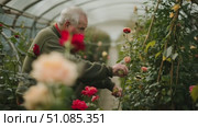 Senior Caucasian man tending to roses in a greenhouse. Colorful flowers surround him, showcasing a vibrant gardening scene. Стоковое AI-видео, аниматор Nart / Фотобанк Лори