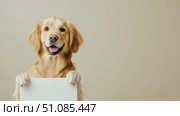 A cheerful golden retriever dog with a light brown coat holds a blank white sign with its paws. The background is a soft beige color. Стоковое AI-видео, аниматор Nart / Фотобанк Лори