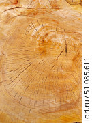 Макросъёмка спила большого дерева как фон. Macro view of a closeup of a large stump. Стоковое фото, фотограф Татьяна Д / Фотобанк Лори