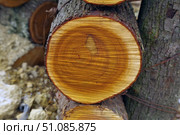 Макросъёмка спила большого дерева как фон. Macro view of a closeup of a large stump. Стоковое фото, фотограф Татьяна Д / Фотобанк Лори