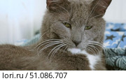Big gray lazy cat lies, yawns and meows. Close-up of a cat's head and muzzle. Feline saying meow, posing, stretching. Sleepy kitty. Funny domestic animals humor. Happy pets. Lovely Resting Pose. Стоковое видео, видеограф Марина Демидюк / Фотобанк Лори