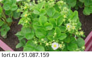 Strawberry blossom with green leaves against a soil background. Copy space for text. Close up shot of a strawberry bush with blooming flowers. One big white flower. Flowering garden healthy plants. Стоковое видео, видеограф Марина Демидюк / Фотобанк Лори
