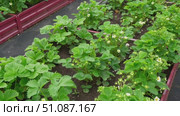 Strawberry blossom with green leaves against a soil background. Copy space for text. Close up shot of a strawberry bush with blooming flowers. One big white flower. Flowering garden healthy plants. Стоковое видео, видеограф Марина Демидюк / Фотобанк Лори