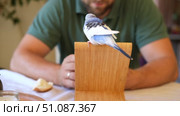 Budgerigar playing with handsome man. Cute Budgie. Funny blue purple parakeet sitting on smartphone. Domestic Animals and gadgets. Pet and phone. Friendship, relationship with Pets. Humor. Technology. Стоковое видео, видеограф Марина Демидюк / Фотобанк Лори