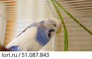 White lilac budgerigar is enjoying a nutritious snack of fresh arugula green leaves in its white cozy cage. Beauty of beloved indoor birds. Importance of balanced diet rich in vitamins and nutrients. Стоковое видео, видеограф Марина Демидюк / Фотобанк Лори