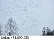 A very large number of birds in the sky. A large flock of birds. Стоковое фото, фотограф Наталия Кирсанова / Фотобанк Лори