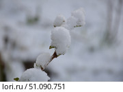 Branches of a bush under snow. Стоковое фото, фотограф Andrew_Swarga / Фотобанк Лори