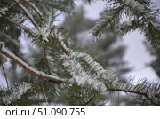 Short needles of a fir tree. Стоковое фото, фотограф Andrew_Swarga / Фотобанк Лори