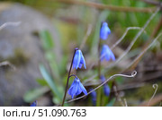 A small dark blue flower. Стоковое фото, фотограф Andrew_Swarga / Фотобанк Лори