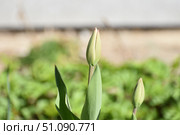 Young broad leaves of tulips grow out of the ground. Стоковое фото, фотограф Andrew_Swarga / Фотобанк Лори