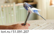 Budgerigar playing with handsome man. Cute Budgie. Funny blue purple parakeet sitting on smartphone. Domestic Animals and gadgets. Pet and phone. Friendship, relationship with Pets. Humor. Technology. Стоковое видео, видеограф Марина Демидюк / Фотобанк Лори