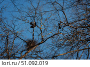 Черные птицы на ветках сухого дерева возле гнезда. Стоковое фото, фотограф Павел Авакумов / Фотобанк Лори