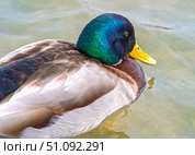 Красивая утка плавает в воде озера. A beautiful duck swims in the water of the lake. Стоковое фото, фотограф Татьяна Д / Фотобанк Лори