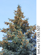 Красивые молодые жёлтые ёлочные шишки. Beautiful cones on a spruce branch. Стоковое фото, фотограф Татьяна Д / Фотобанк Лори