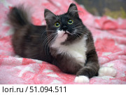 A charming fluffy cat with expressive green eyes and contrasting black and white fur lies on a soft pink patterned blanket. Her snow-white paws are neatly folded, and her gaze is directed straight at the camera, creating a feeling of attentive and trusting contact. Soft lighting emphasizes the texture of the fur and the coziness of the home environment. This photo is perfect for themes related to pets, comfort, care and warmth. Стоковое фото, фотограф Анна Кривицкая / Фотобанк Лори