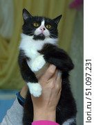 A black and white cat with expressive yellow eyes. The animal is in the arms of a person who gently holds it, lifting it up. The cat has a symmetrical color: a white muzzle with black spots, a white chest and paws, contrasting with black fur. The cat's gaze is directed upward, creating an impression of surprise or curiosity. The background of the photo is neutral, blurred, which emphasizes the main character of the frame. The picture conveys an atmosphere of care, warmth and emotional connection between a person and a pet. Стоковое фото, фотограф Анна Кривицкая / Фотобанк Лори