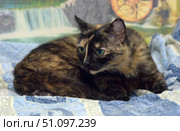 A tricolor tortoiseshell cat with a distinctly contrasting coat color. The animal lies on a blue patterned blanket and looks away, slightly wary and attentive. Its coat combines black, red and golden shades, typical of tortoiseshell cats. Large green eyes stand out against the dark muzzle, creating an expressive and memorable image. The atmosphere of the photo is calm and homely, emphasizing the beauty and individuality of the pet. Стоковое фото, фотограф Анна Кривицкая / Фотобанк Лори