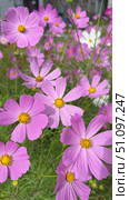 Vertical video of gentle breeze swaying delicate pink cosmos flowers (lat. Cosmos bipinnatus) on August sunny day. Summer floral background. View from above on flowerbed in city park. Стоковое видео, видеограф Виктория Катьянова / Фотобанк Лори